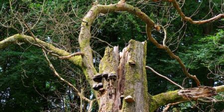 albero distrutto dal maltempo